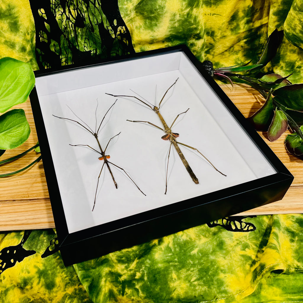 Phaenopharos Struthioneus Stick Insect duo Framed Specimen
