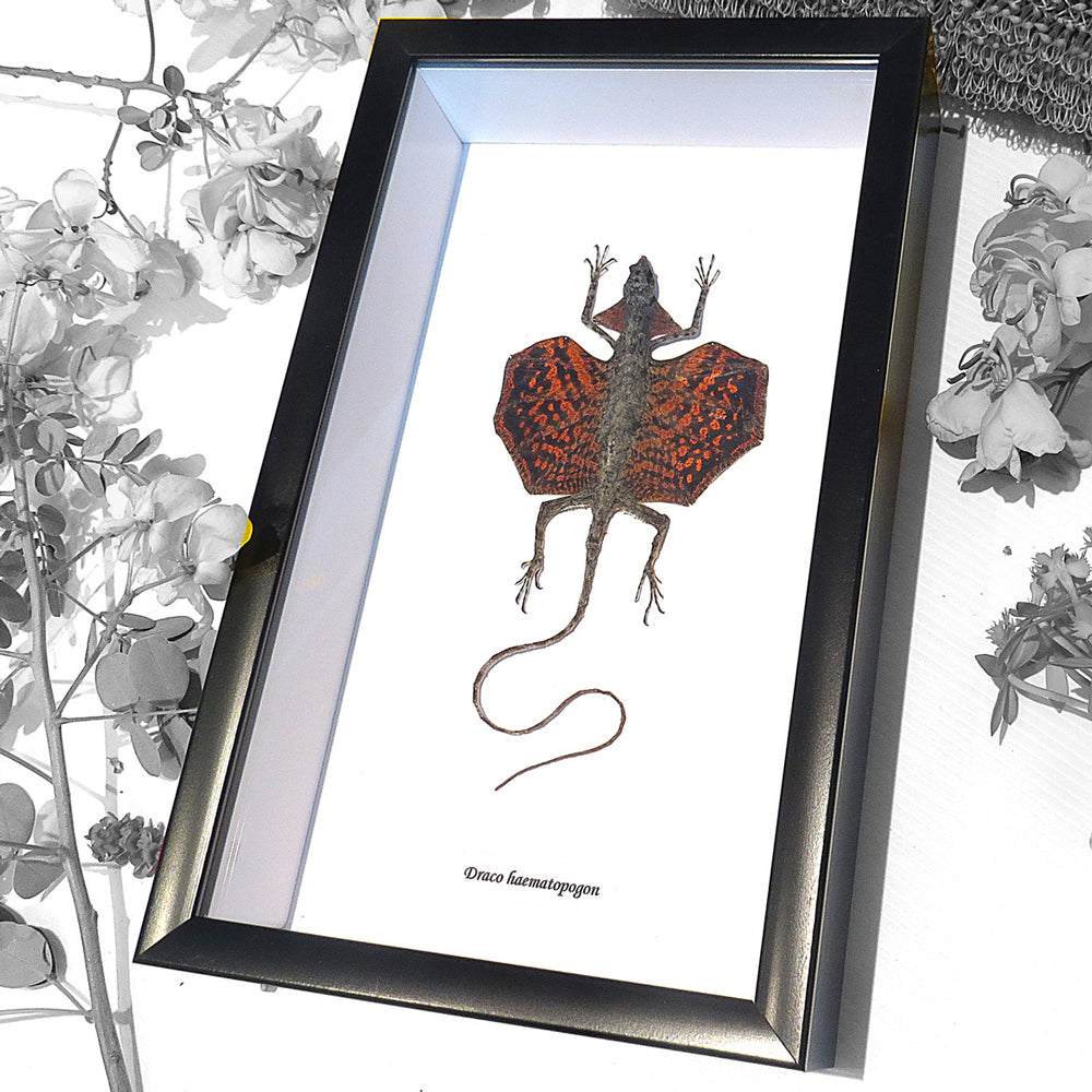 Skiber Javaensis Flying Dragon Framed Genuine Lizard Specimen
