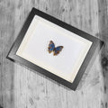 Precis Rhadama Genuine Butterfly Specimen in Frame