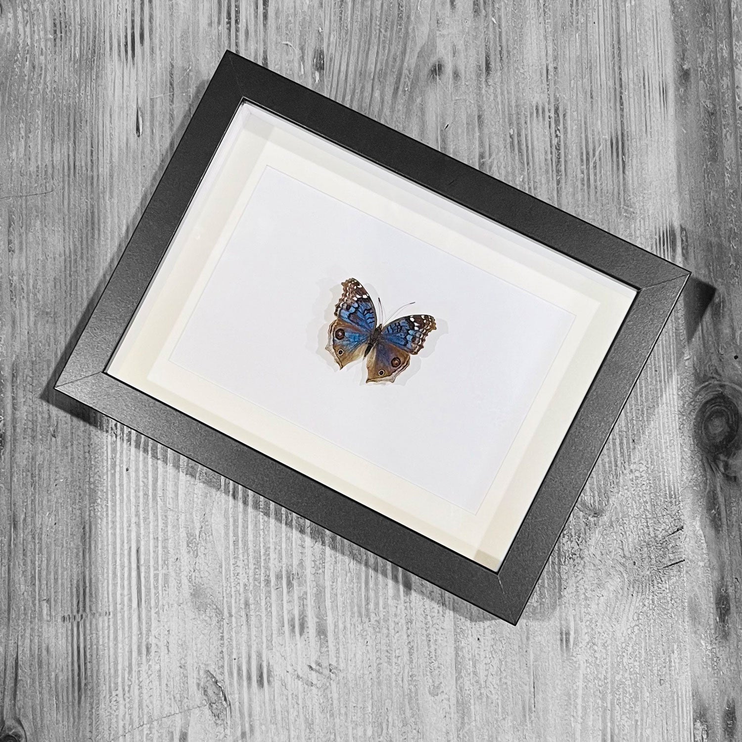 Precis Rhadama Genuine Butterfly Specimen in Frame
