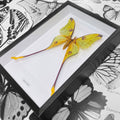 Moon Moth Argema Mittrei Framed Genuine Specimen