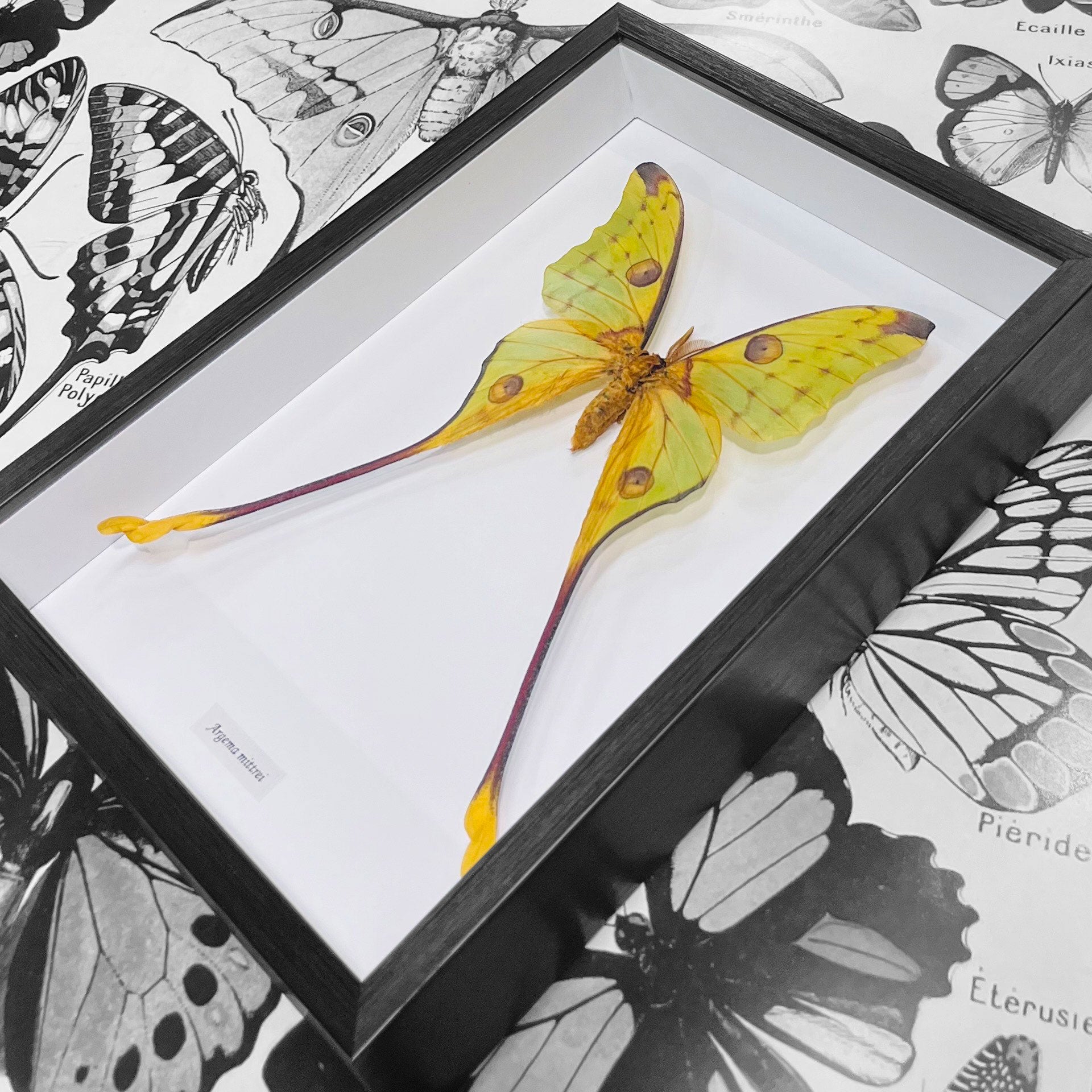 Moon Moth Argema Mittrei Framed Genuine Specimen