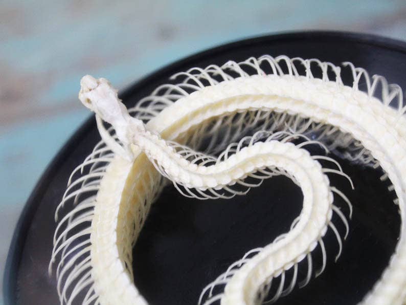 Snake Skeleton Articulated Skeleton Glass Dome