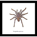 Framed Spider Eurypelma Spinicrus Specimen