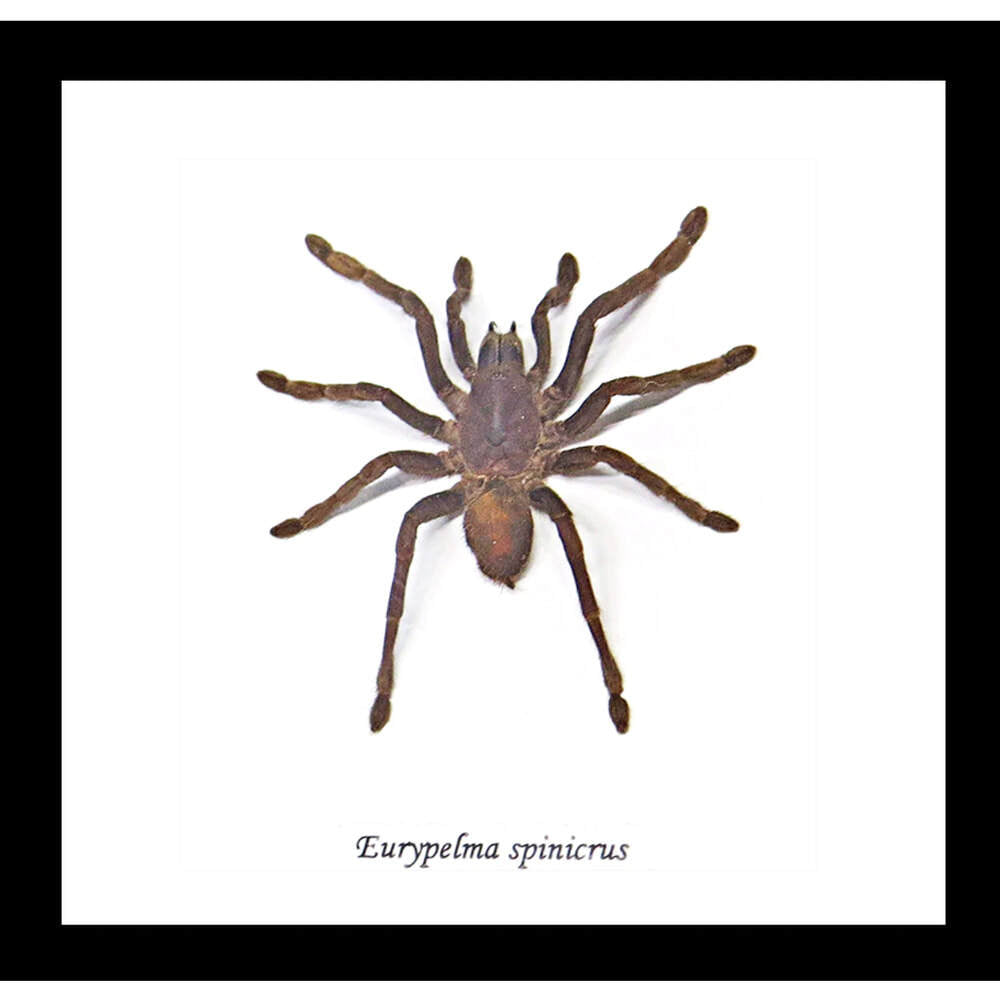 Framed Spider Eurypelma Spinicrus Specimen