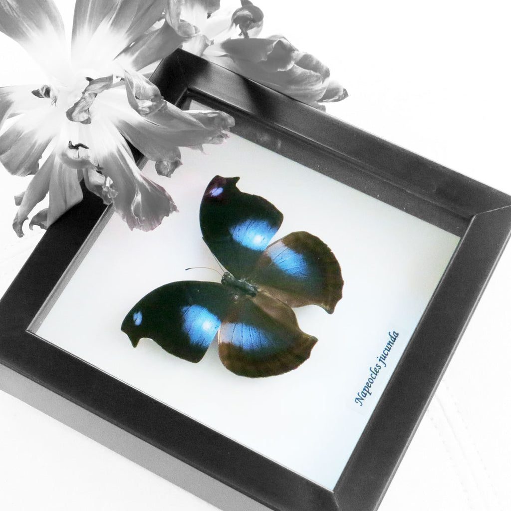Blue Hookwing Butterfly - Papilo Jucunda Framed Specimen
