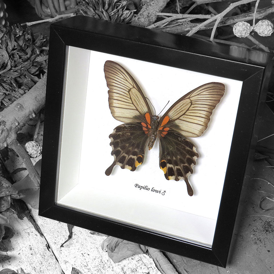 Papilio Lowi Female Genuine Framed Butterfly Specimen