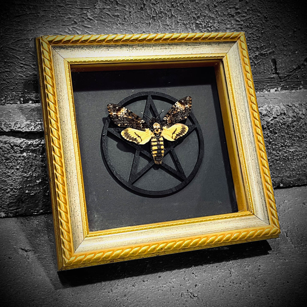Death's Head Hawkmoth Guilded Framed Specimen
