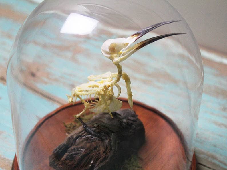 Bee-Eater Bird Articulated Skeleton in a Glass Dome