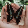 Bluebottle Butterfly Specimen in Resin