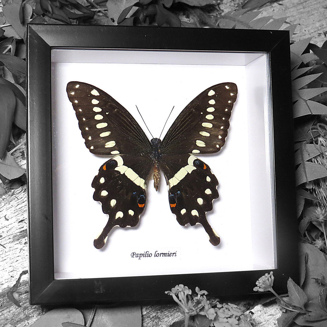 Papilio Lormieri Ventral Genuine Framed Specimen