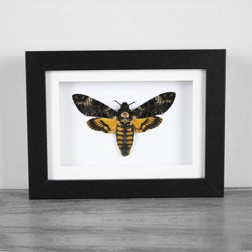 Death Head Moth Genuine Framed Specimen