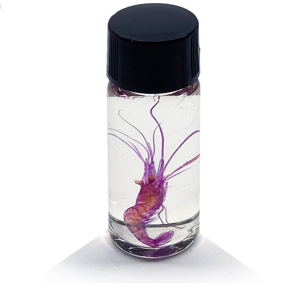 Tiny Shrimp Diaphonised Specimen
