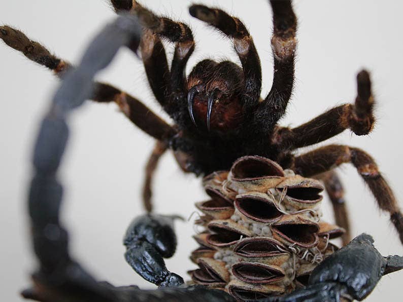 Tarantula vs Scorpion Glass Dome