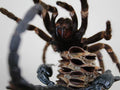 Tarantula vs Scorpion Glass Dome