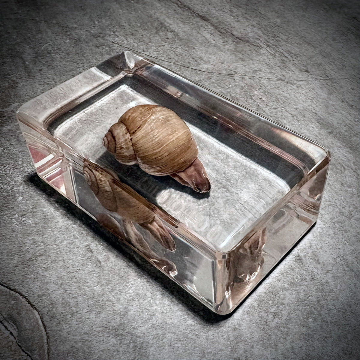 Snail Specimen in Resin