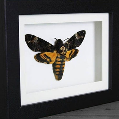 Death Head Moth Genuine Framed Specimen