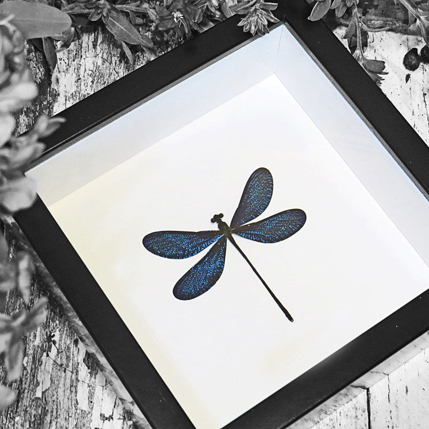 Blue Dragonfly Framed Specimen