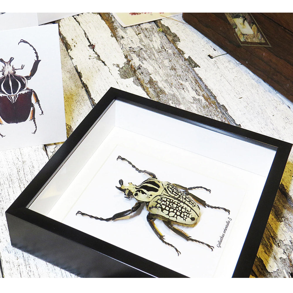Framed Beetle Goliathus Orientalis Male Specimen