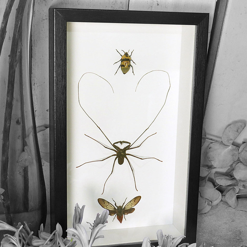Deathly Trio Framed Genuine Specimens