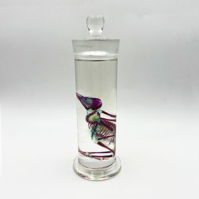 Blackbird Chick Diaphonised Genuine Wet Specimen