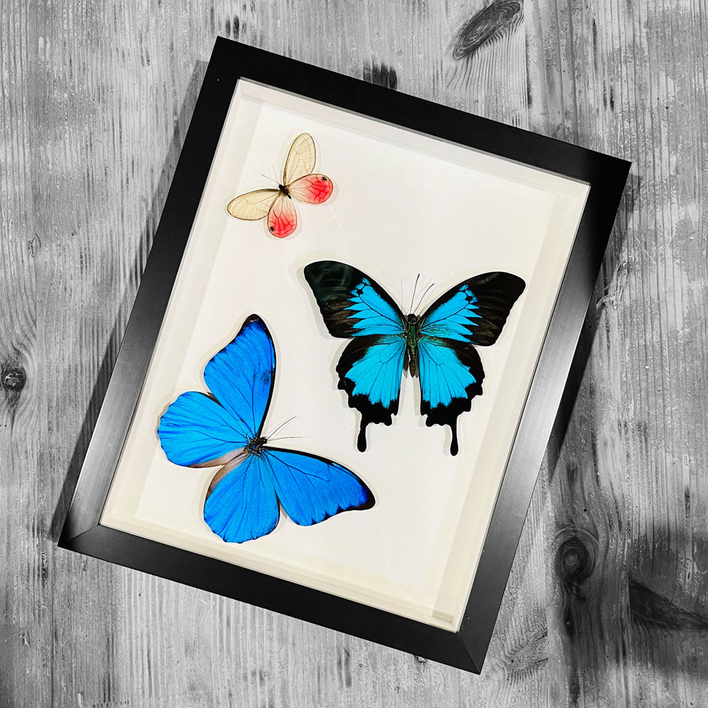 Swirl of Butterflies Genuine Framed Specimens