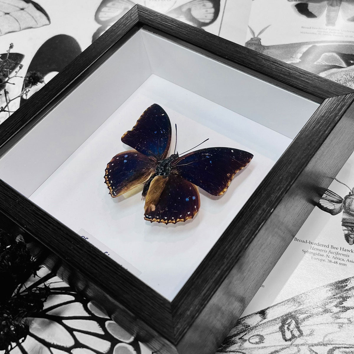Blue Charaxes Butterfly Genuine Framed Specimen