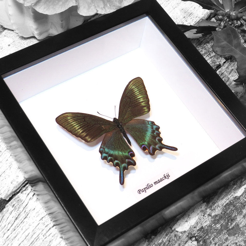 Butterfly Papilio Maackii Genuine Framed Specimen
