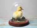 Taxidermised Duckling in an Acrylic Dome
