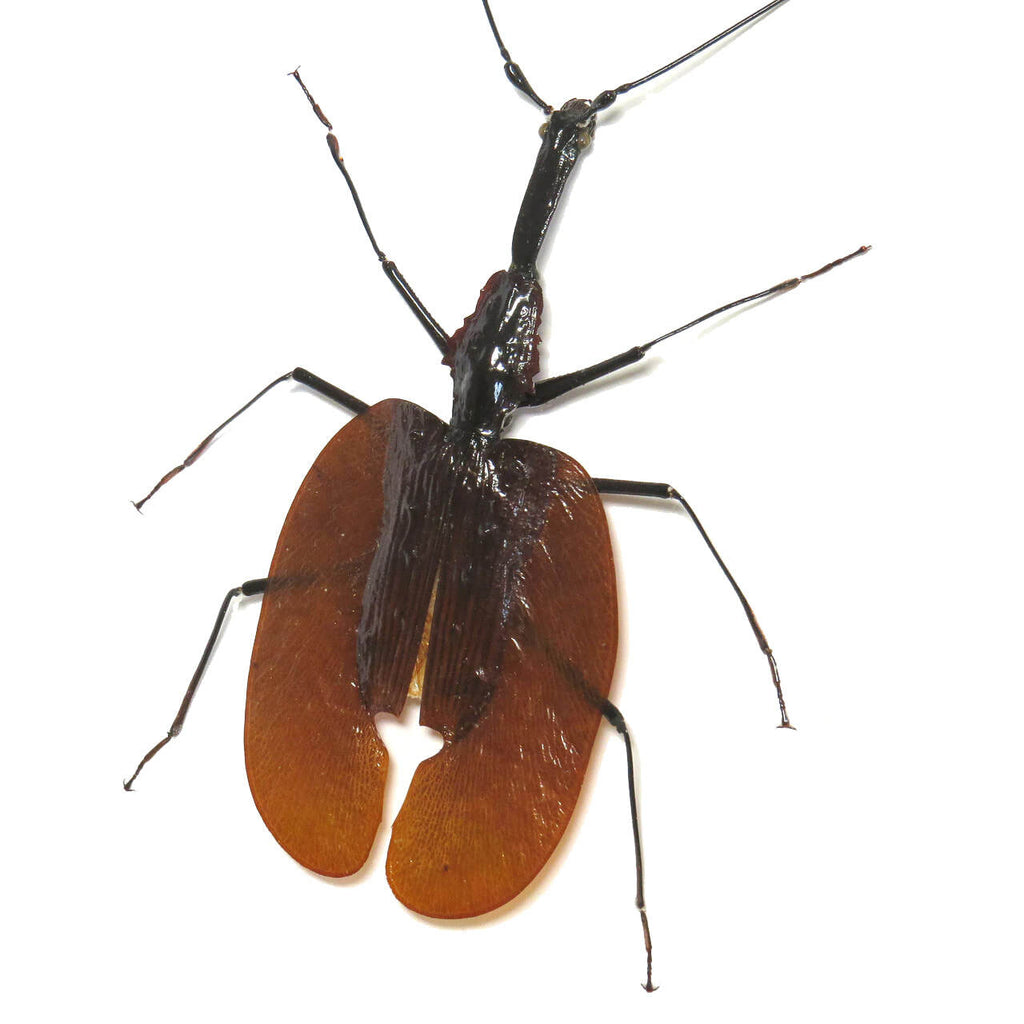 Giant Violin Beetle Framed Specimen