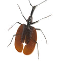 Giant Violin Beetle Framed Specimen