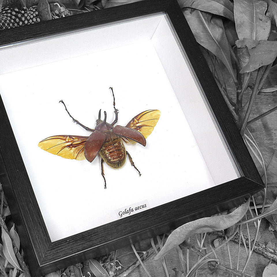 Rhino Beetle Golafa Aecus - Genuine Framed Specimen