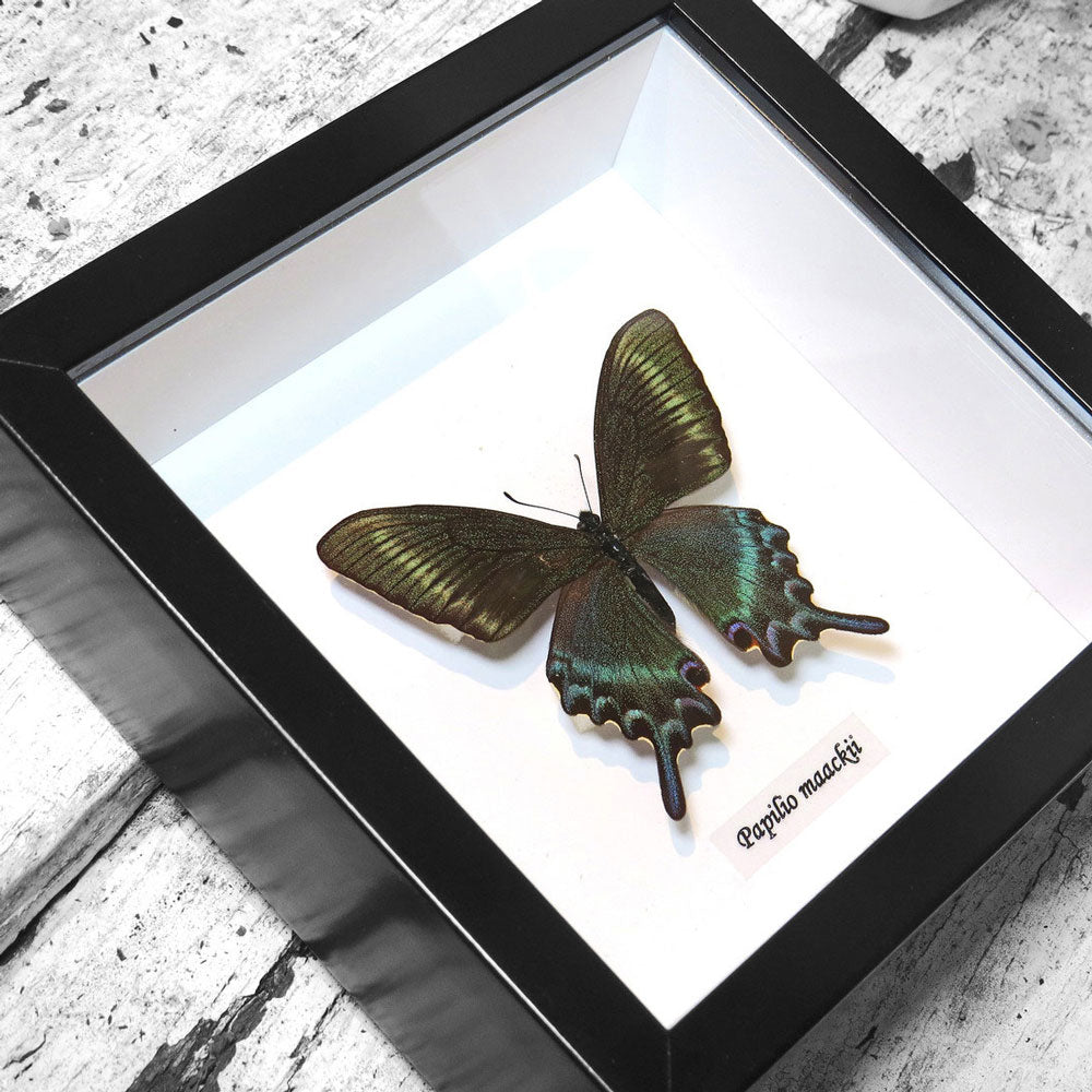Butterfly Papilio Maackii Genuine Framed Specimen
