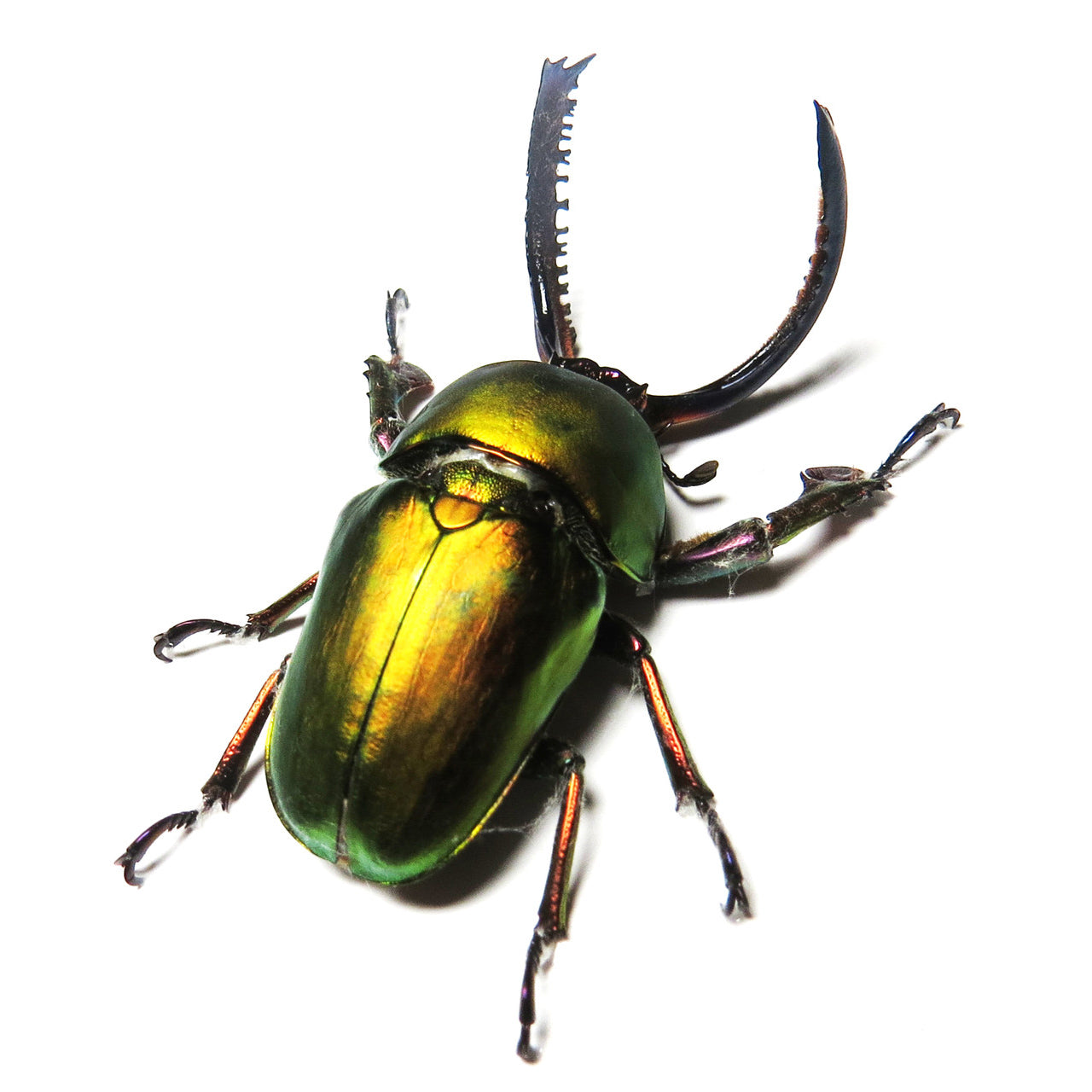 Lamprima Adolphinae Stag Beetle Framed Specimen