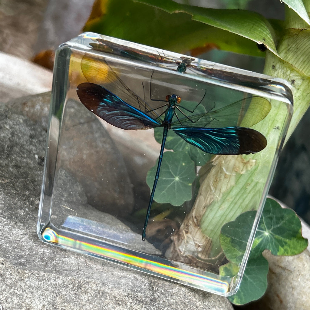 Blue Damselfly Specimen