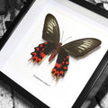Atrophaneura Semperi (Vampire Butterfly) Genuine Framed Specimen