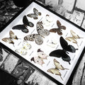 Monochrome Butterfly Swarm Genuine Specimens