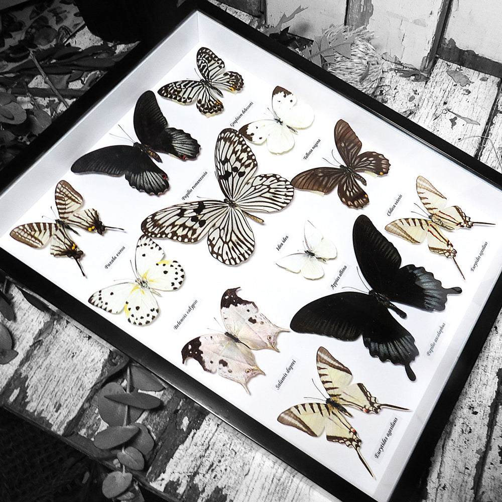 Monochrome Butterfly Swarm Genuine Specimens