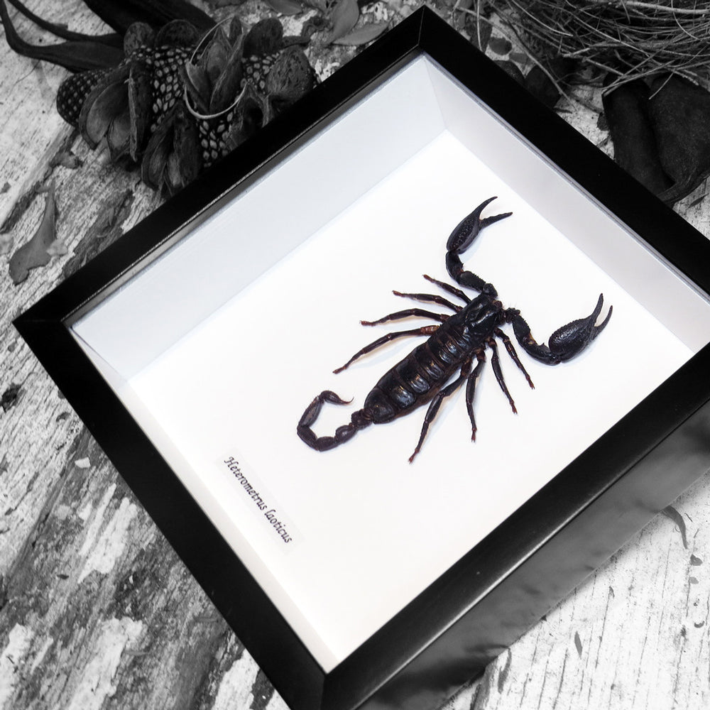 Framed Scorpion Heterometrus Laoticus Medium Specimen