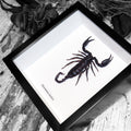 Framed Scorpion Heterometrus Laoticus Medium Specimen