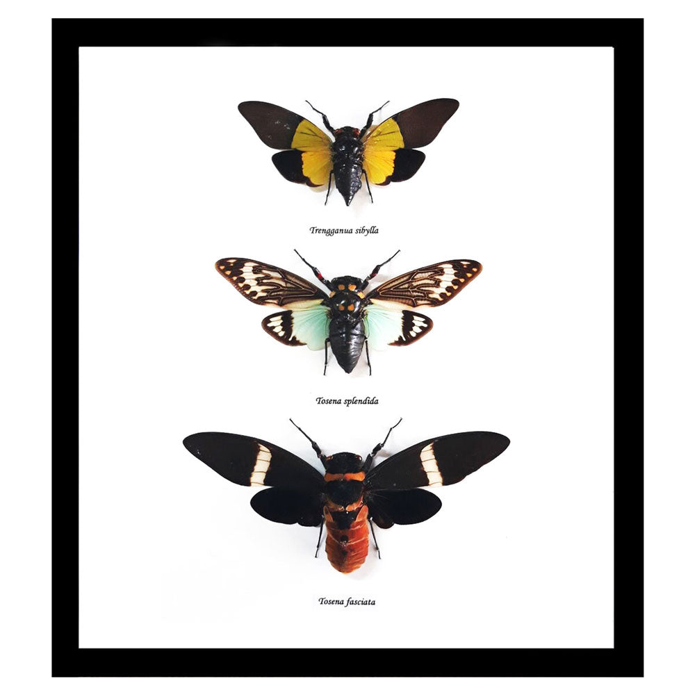 Cicada Triple - Framed Genuine Specimen