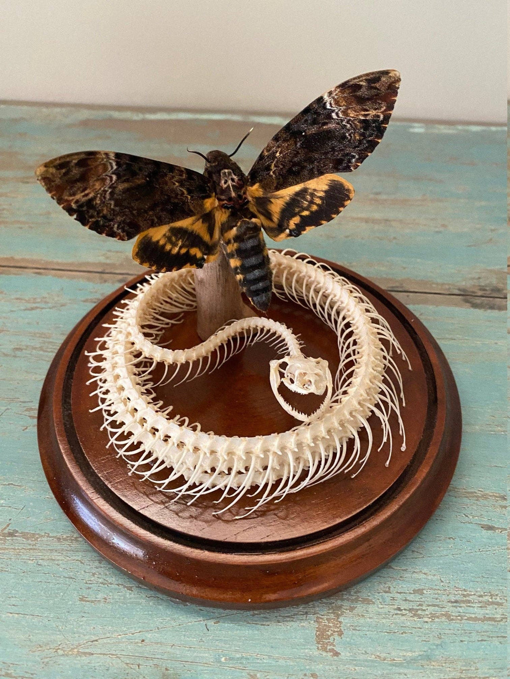 Death Head Hawk Moth and Coiled Snake Genuine Hero Specimen Dome