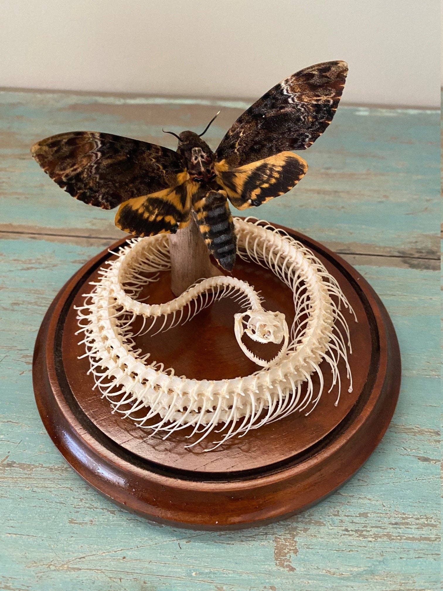 Death Head Hawk Moth and Coiled Snake Genuine Hero Specimen Dome