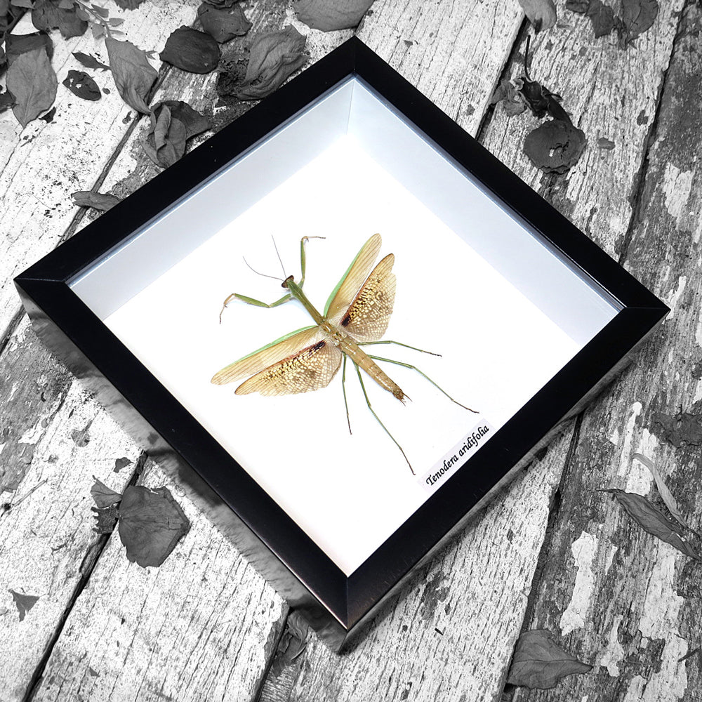 Tenodera Aridifolia Framed Genuine Mantid Specimen