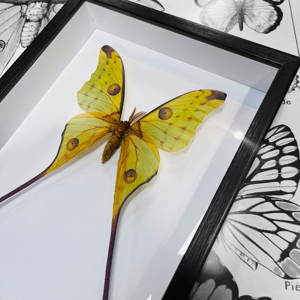 Moon Moth Argema Mittrei Framed Genuine Specimen