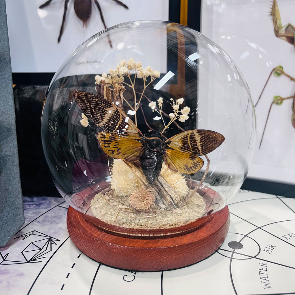 Cicada Curiosity Specimen Globe