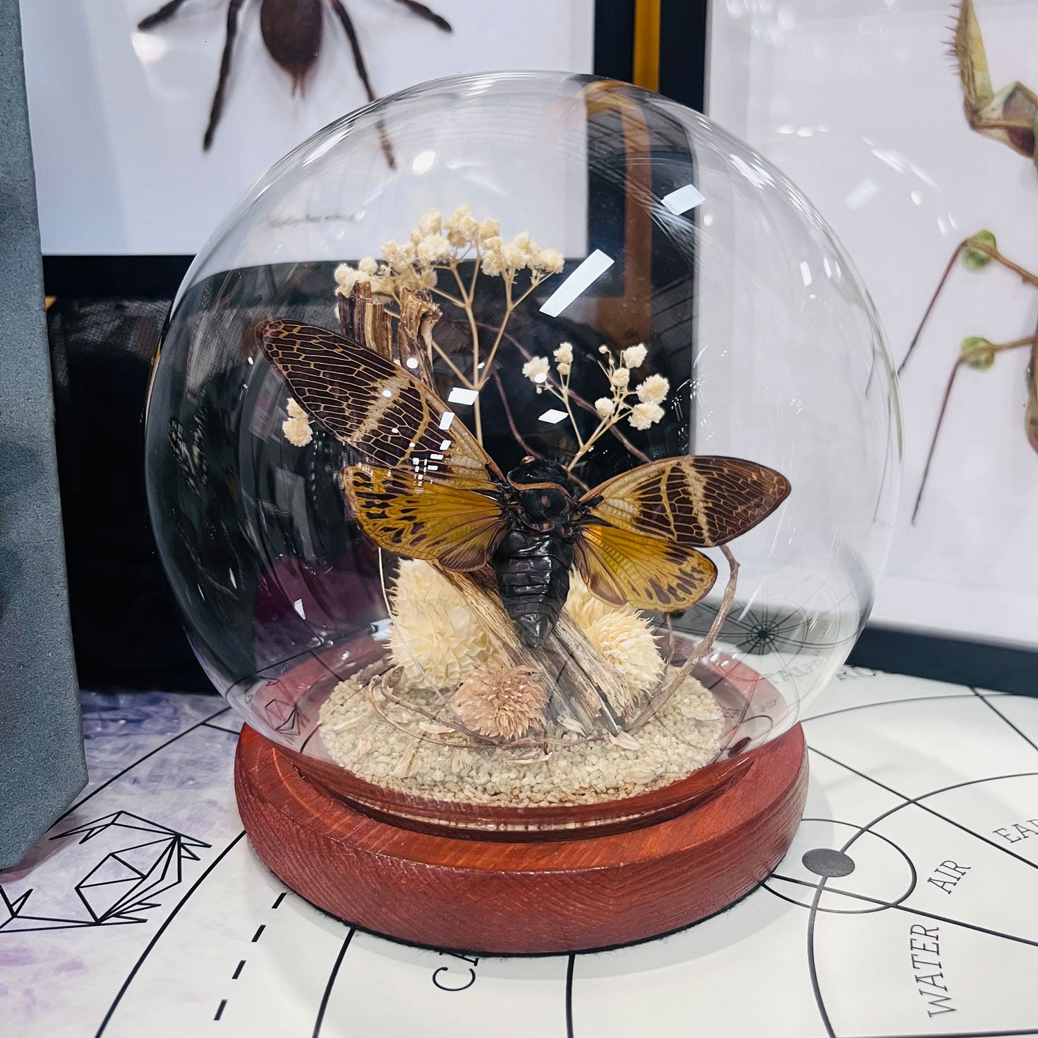 Cicada Curiosity Specimen Globe