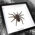 Tarantula Acantoscurria Insubtillis Framed Spider Specimen