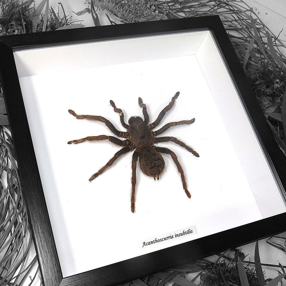 Tarantula Acantoscurria Insubtillis Framed Spider Specimen