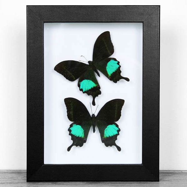 Peacock Paris Genuine Duo Butterfly Framed Specimen